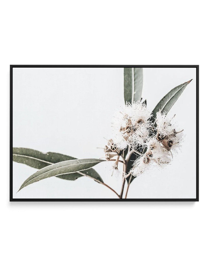 White Eucalyptus II | Framed Canvas-CANVAS-You can shop wall art online with Olive et Oriel for everything from abstract art to fun kids wall art. Our beautiful modern art prints and canvas art are available from large canvas prints to wall art paintings and our proudly Australian artwork collection offers only the highest quality framed large wall art and canvas art Australia - You can buy fashion photography prints or Hampton print posters and paintings on canvas from Olive et Oriel and have t