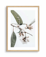 White Eucalyptus III Art Print-PRINT-Olive et Oriel-Olive et Oriel-A4 | 8.3" x 11.7" | 21 x 29.7cm-Oak-With White Border-Buy-Australian-Art-Prints-Online-with-Olive-et-Oriel-Your-Artwork-Specialists-Austrailia-Decorate-With-Coastal-Photo-Wall-Art-Prints-From-Our-Beach-House-Artwork-Collection-Fine-Poster-and-Framed-Artwork