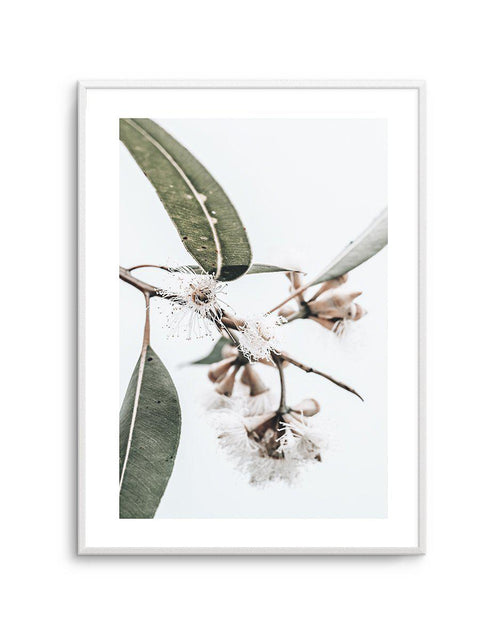 White Eucalyptus III Art Print-PRINT-Olive et Oriel-Olive et Oriel-A4 | 8.3" x 11.7" | 21 x 29.7cm-Unframed Art Print-With White Border-Buy-Australian-Art-Prints-Online-with-Olive-et-Oriel-Your-Artwork-Specialists-Austrailia-Decorate-With-Coastal-Photo-Wall-Art-Prints-From-Our-Beach-House-Artwork-Collection-Fine-Poster-and-Framed-Artwork
