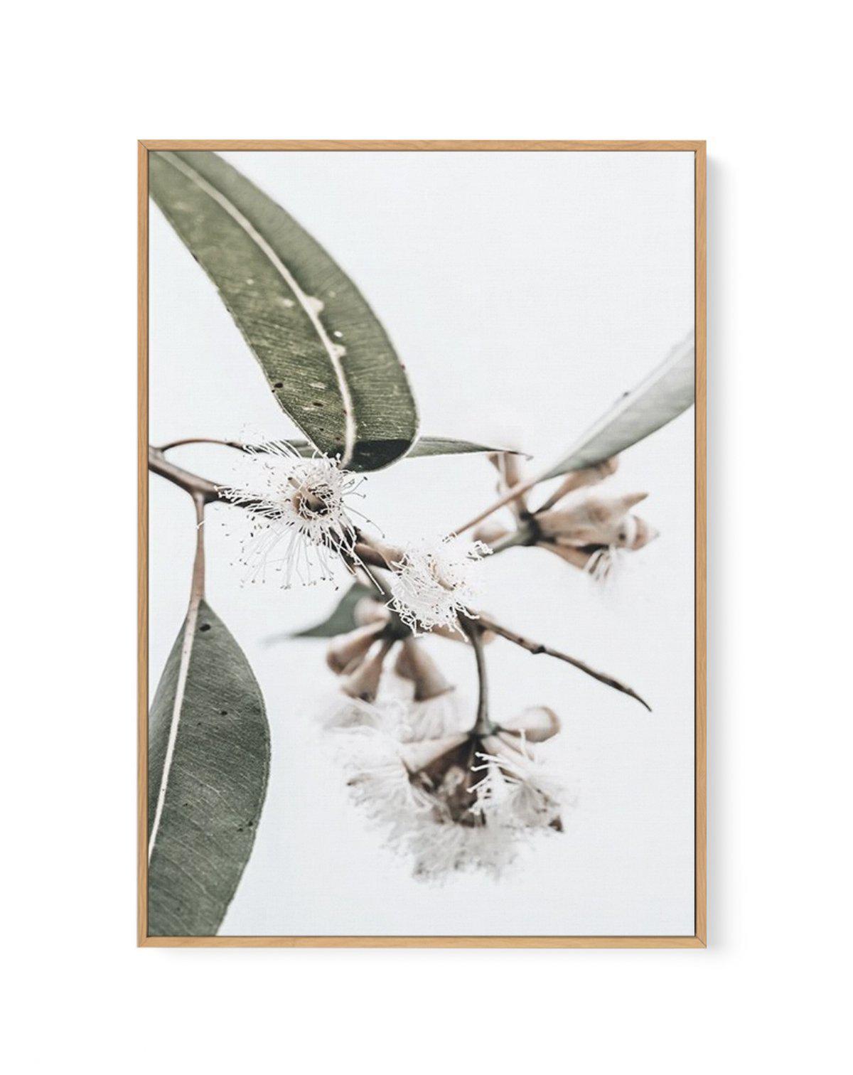 White Eucalyptus III | Framed Canvas-CANVAS-You can shop wall art online with Olive et Oriel for everything from abstract art to fun kids wall art. Our beautiful modern art prints and canvas art are available from large canvas prints to wall art paintings and our proudly Australian artwork collection offers only the highest quality framed large wall art and canvas art Australia - You can buy fashion photography prints or Hampton print posters and paintings on canvas from Olive et Oriel and have 