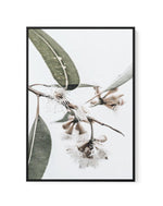 White Eucalyptus III | Framed Canvas-CANVAS-You can shop wall art online with Olive et Oriel for everything from abstract art to fun kids wall art. Our beautiful modern art prints and canvas art are available from large canvas prints to wall art paintings and our proudly Australian artwork collection offers only the highest quality framed large wall art and canvas art Australia - You can buy fashion photography prints or Hampton print posters and paintings on canvas from Olive et Oriel and have 