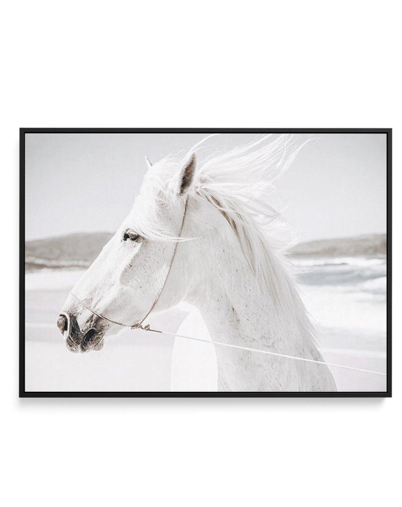 White Horse | Down in Mexico | Framed Canvas-CANVAS-You can shop wall art online with Olive et Oriel for everything from abstract art to fun kids wall art. Our beautiful modern art prints and canvas art are available from large canvas prints to wall art paintings and our proudly Australian artwork collection offers only the highest quality framed large wall art and canvas art Australia - You can buy fashion photography prints or Hampton print posters and paintings on canvas from Olive et Oriel a