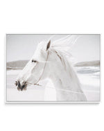 White Horse | Down in Mexico | Framed Canvas-CANVAS-You can shop wall art online with Olive et Oriel for everything from abstract art to fun kids wall art. Our beautiful modern art prints and canvas art are available from large canvas prints to wall art paintings and our proudly Australian artwork collection offers only the highest quality framed large wall art and canvas art Australia - You can buy fashion photography prints or Hampton print posters and paintings on canvas from Olive et Oriel a