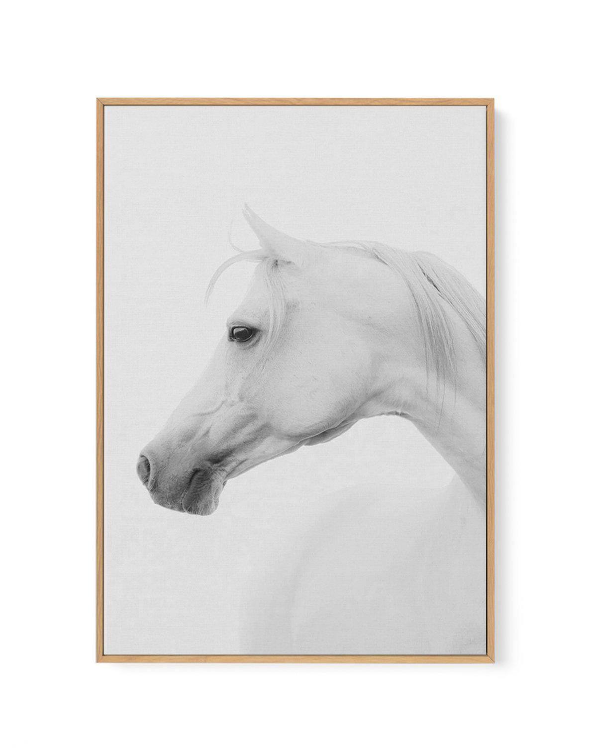 White Horse I | Framed Canvas-CANVAS-You can shop wall art online with Olive et Oriel for everything from abstract art to fun kids wall art. Our beautiful modern art prints and canvas art are available from large canvas prints to wall art paintings and our proudly Australian artwork collection offers only the highest quality framed large wall art and canvas art Australia - You can buy fashion photography prints or Hampton print posters and paintings on canvas from Olive et Oriel and have them de