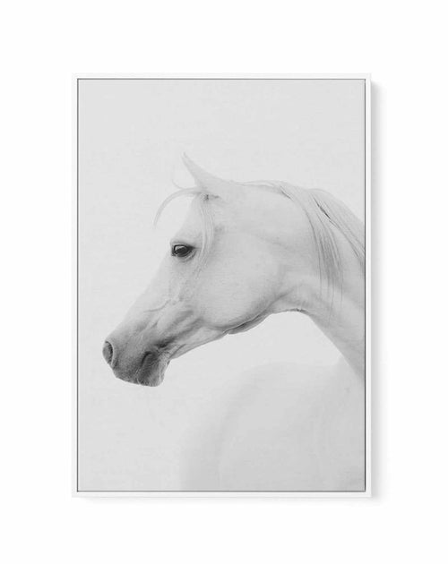 White Horse I | Framed Canvas-CANVAS-You can shop wall art online with Olive et Oriel for everything from abstract art to fun kids wall art. Our beautiful modern art prints and canvas art are available from large canvas prints to wall art paintings and our proudly Australian artwork collection offers only the highest quality framed large wall art and canvas art Australia - You can buy fashion photography prints or Hampton print posters and paintings on canvas from Olive et Oriel and have them de