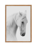 White Horse II Art Print-PRINT-Olive et Oriel-Olive et Oriel-50x70 cm | 19.6" x 27.5"-Walnut-With White Border-Buy-Australian-Art-Prints-Online-with-Olive-et-Oriel-Your-Artwork-Specialists-Austrailia-Decorate-With-Coastal-Photo-Wall-Art-Prints-From-Our-Beach-House-Artwork-Collection-Fine-Poster-and-Framed-Artwork