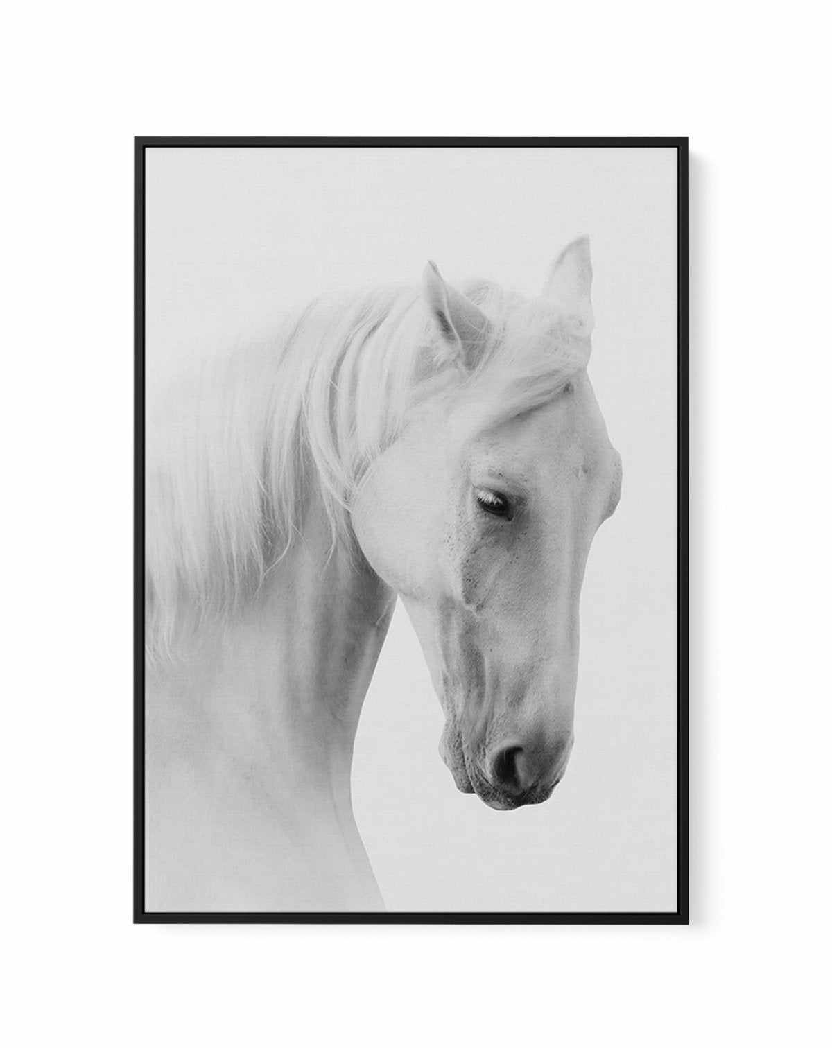 White Horse II | Framed Canvas-CANVAS-You can shop wall art online with Olive et Oriel for everything from abstract art to fun kids wall art. Our beautiful modern art prints and canvas art are available from large canvas prints to wall art paintings and our proudly Australian artwork collection offers only the highest quality framed large wall art and canvas art Australia - You can buy fashion photography prints or Hampton print posters and paintings on canvas from Olive et Oriel and have them d