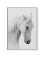 White Horse II | Framed Canvas-CANVAS-You can shop wall art online with Olive et Oriel for everything from abstract art to fun kids wall art. Our beautiful modern art prints and canvas art are available from large canvas prints to wall art paintings and our proudly Australian artwork collection offers only the highest quality framed large wall art and canvas art Australia - You can buy fashion photography prints or Hampton print posters and paintings on canvas from Olive et Oriel and have them d