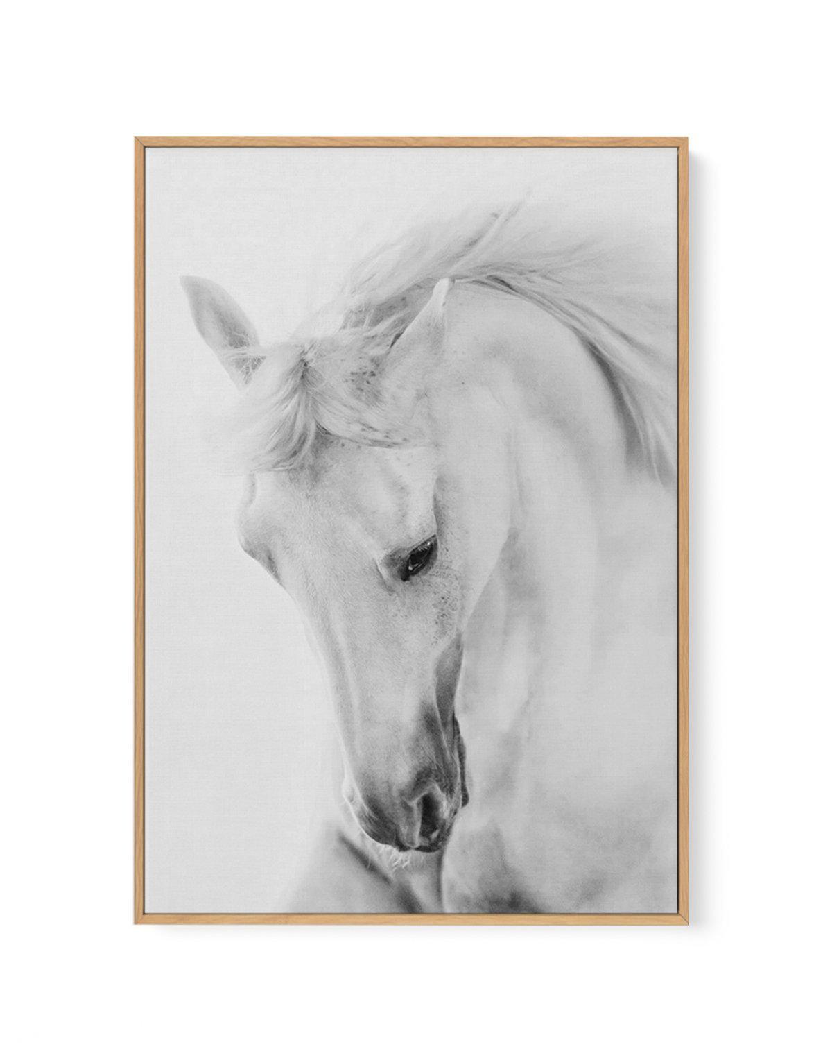 White Horse III | Framed Canvas-CANVAS-You can shop wall art online with Olive et Oriel for everything from abstract art to fun kids wall art. Our beautiful modern art prints and canvas art are available from large canvas prints to wall art paintings and our proudly Australian artwork collection offers only the highest quality framed large wall art and canvas art Australia - You can buy fashion photography prints or Hampton print posters and paintings on canvas from Olive et Oriel and have them 