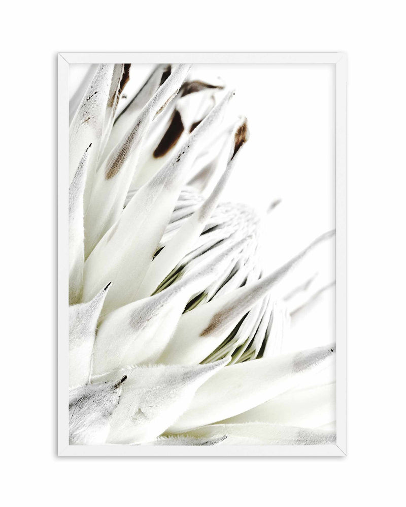 White King Protea Art Print-PRINT-Olive et Oriel-Olive et Oriel-A5 | 5.8" x 8.3" | 14.8 x 21cm-White-With White Border-Buy-Australian-Art-Prints-Online-with-Olive-et-Oriel-Your-Artwork-Specialists-Austrailia-Decorate-With-Coastal-Photo-Wall-Art-Prints-From-Our-Beach-House-Artwork-Collection-Fine-Poster-and-Framed-Artwork