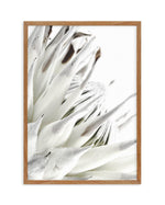 White King Protea Art Print-PRINT-Olive et Oriel-Olive et Oriel-50x70 cm | 19.6" x 27.5"-Walnut-With White Border-Buy-Australian-Art-Prints-Online-with-Olive-et-Oriel-Your-Artwork-Specialists-Austrailia-Decorate-With-Coastal-Photo-Wall-Art-Prints-From-Our-Beach-House-Artwork-Collection-Fine-Poster-and-Framed-Artwork