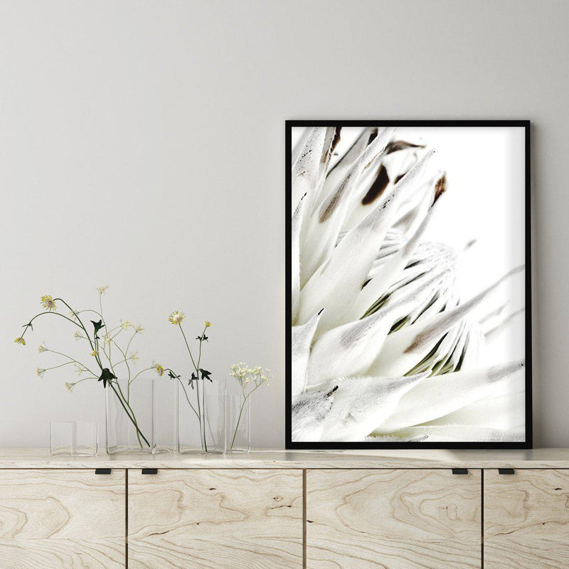 White King Protea Art Print-PRINT-Olive et Oriel-Olive et Oriel-Buy-Australian-Art-Prints-Online-with-Olive-et-Oriel-Your-Artwork-Specialists-Austrailia-Decorate-With-Coastal-Photo-Wall-Art-Prints-From-Our-Beach-House-Artwork-Collection-Fine-Poster-and-Framed-Artwork