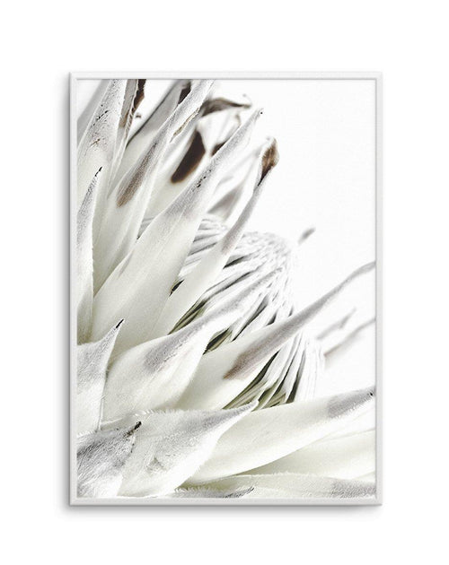 White King Protea Art Print-PRINT-Olive et Oriel-Olive et Oriel-A5 | 5.8" x 8.3" | 14.8 x 21cm-Unframed Art Print-With White Border-Buy-Australian-Art-Prints-Online-with-Olive-et-Oriel-Your-Artwork-Specialists-Austrailia-Decorate-With-Coastal-Photo-Wall-Art-Prints-From-Our-Beach-House-Artwork-Collection-Fine-Poster-and-Framed-Artwork