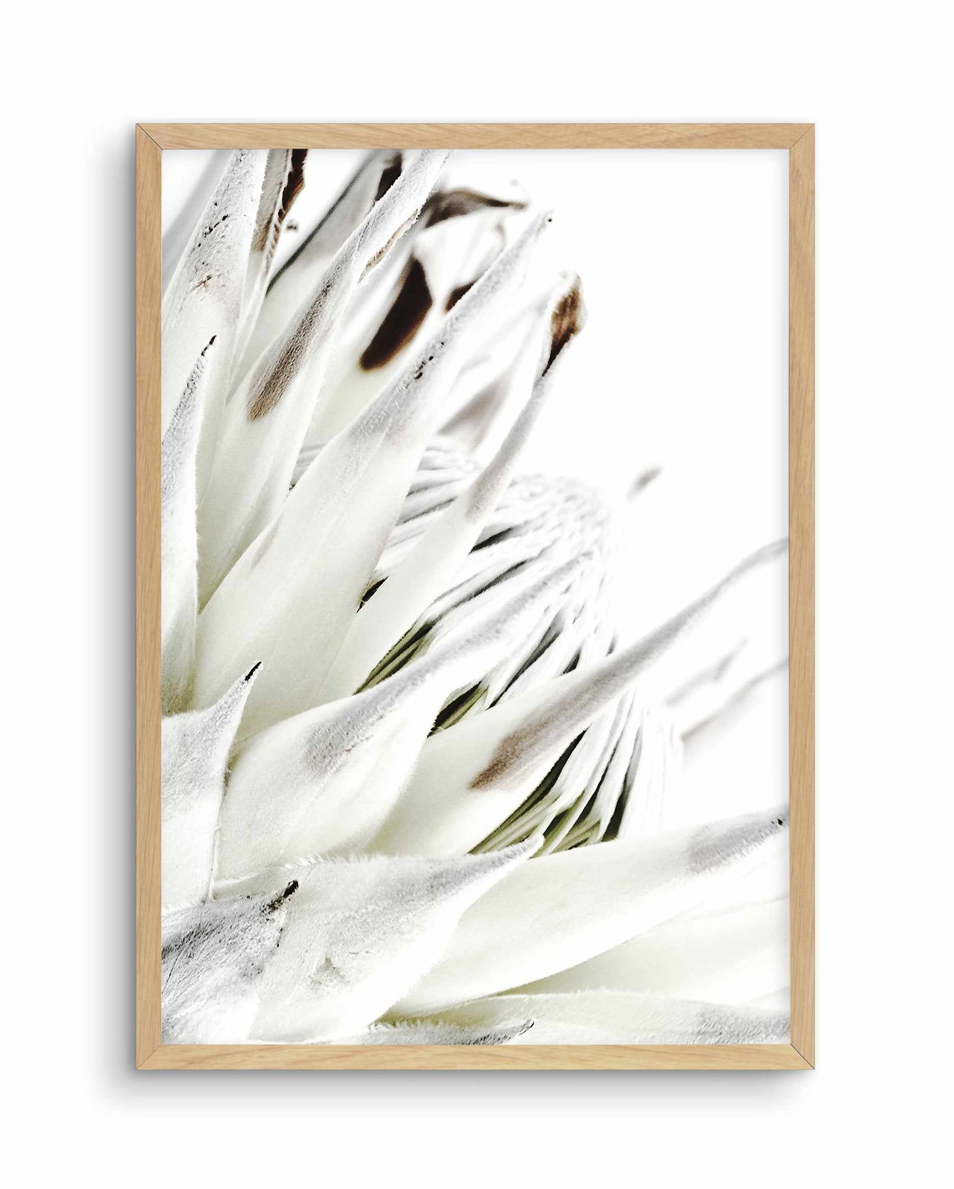 White King Protea Art Print-PRINT-Olive et Oriel-Olive et Oriel-A5 | 5.8" x 8.3" | 14.8 x 21cm-Oak-With White Border-Buy-Australian-Art-Prints-Online-with-Olive-et-Oriel-Your-Artwork-Specialists-Austrailia-Decorate-With-Coastal-Photo-Wall-Art-Prints-From-Our-Beach-House-Artwork-Collection-Fine-Poster-and-Framed-Artwork