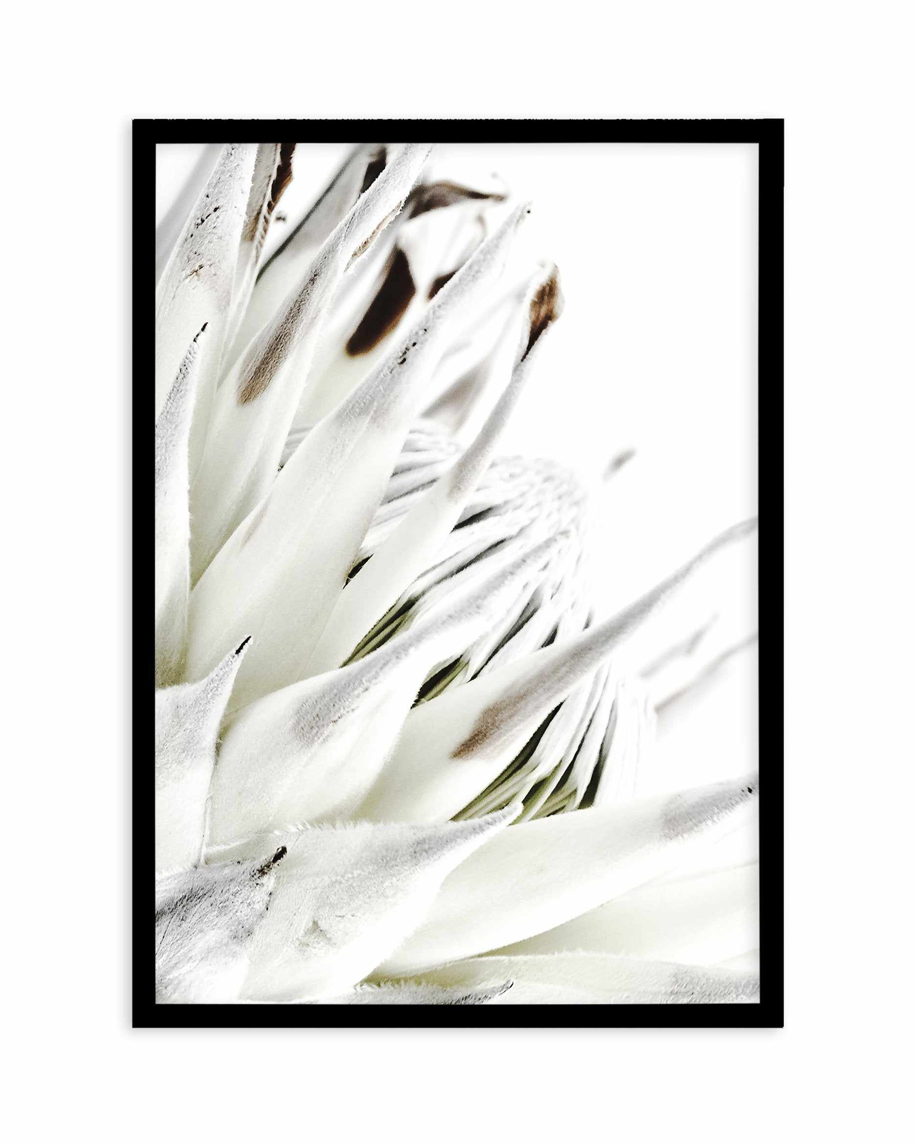 White King Protea Art Print-PRINT-Olive et Oriel-Olive et Oriel-A5 | 5.8" x 8.3" | 14.8 x 21cm-Black-With White Border-Buy-Australian-Art-Prints-Online-with-Olive-et-Oriel-Your-Artwork-Specialists-Austrailia-Decorate-With-Coastal-Photo-Wall-Art-Prints-From-Our-Beach-House-Artwork-Collection-Fine-Poster-and-Framed-Artwork