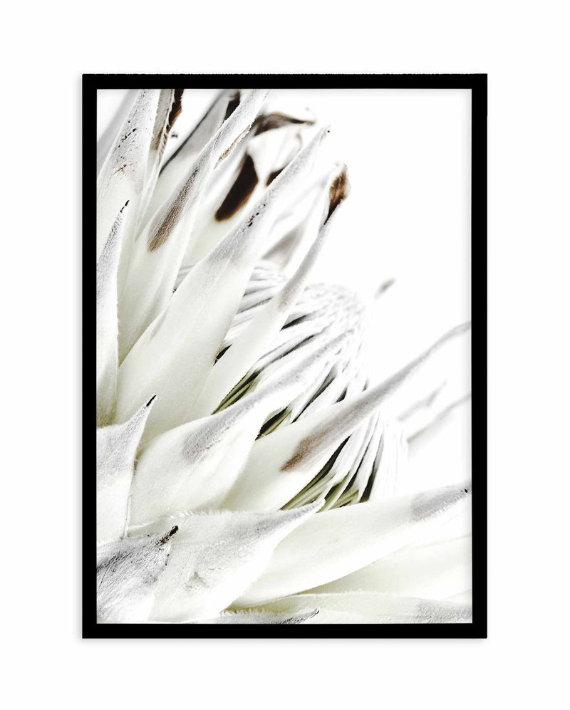 White King Protea Art Print-PRINT-Olive et Oriel-Olive et Oriel-A5 | 5.8" x 8.3" | 14.8 x 21cm-Black-With White Border-Buy-Australian-Art-Prints-Online-with-Olive-et-Oriel-Your-Artwork-Specialists-Austrailia-Decorate-With-Coastal-Photo-Wall-Art-Prints-From-Our-Beach-House-Artwork-Collection-Fine-Poster-and-Framed-Artwork