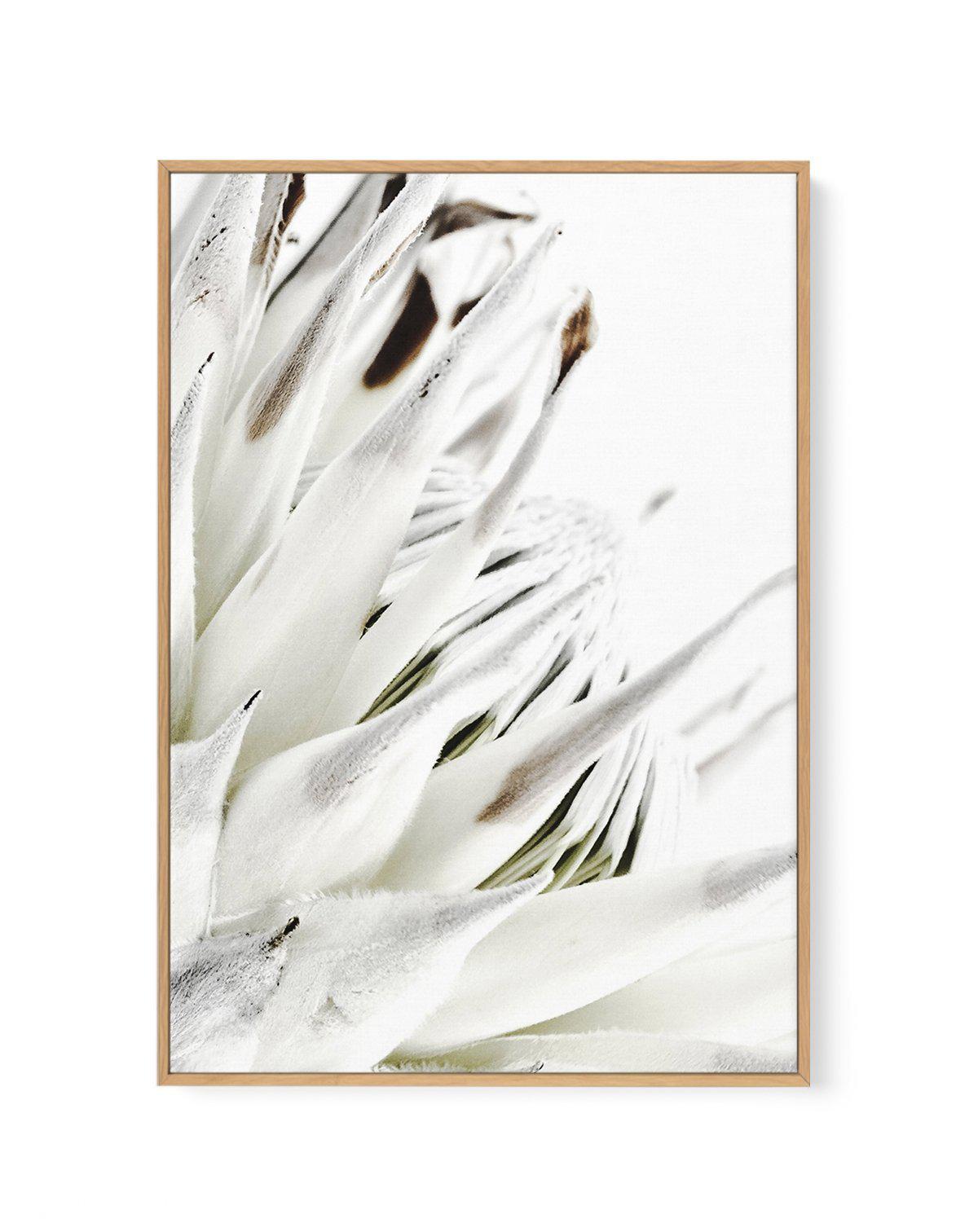 White King Protea | Framed Canvas-CANVAS-You can shop wall art online with Olive et Oriel for everything from abstract art to fun kids wall art. Our beautiful modern art prints and canvas art are available from large canvas prints to wall art paintings and our proudly Australian artwork collection offers only the highest quality framed large wall art and canvas art Australia - You can buy fashion photography prints or Hampton print posters and paintings on canvas from Olive et Oriel and have the