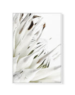 White King Protea | Framed Canvas-CANVAS-You can shop wall art online with Olive et Oriel for everything from abstract art to fun kids wall art. Our beautiful modern art prints and canvas art are available from large canvas prints to wall art paintings and our proudly Australian artwork collection offers only the highest quality framed large wall art and canvas art Australia - You can buy fashion photography prints or Hampton print posters and paintings on canvas from Olive et Oriel and have the
