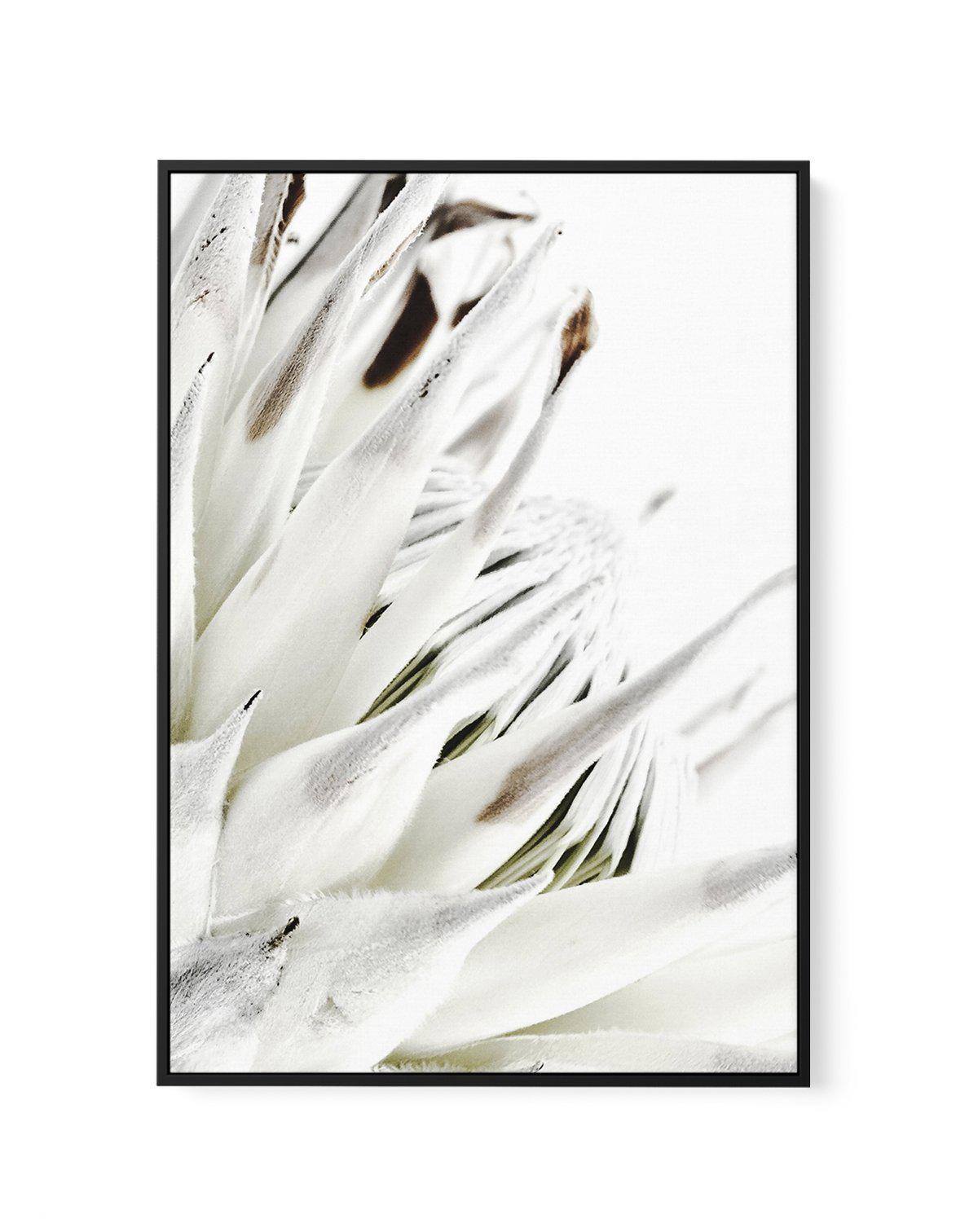 White King Protea | Framed Canvas-CANVAS-You can shop wall art online with Olive et Oriel for everything from abstract art to fun kids wall art. Our beautiful modern art prints and canvas art are available from large canvas prints to wall art paintings and our proudly Australian artwork collection offers only the highest quality framed large wall art and canvas art Australia - You can buy fashion photography prints or Hampton print posters and paintings on canvas from Olive et Oriel and have the