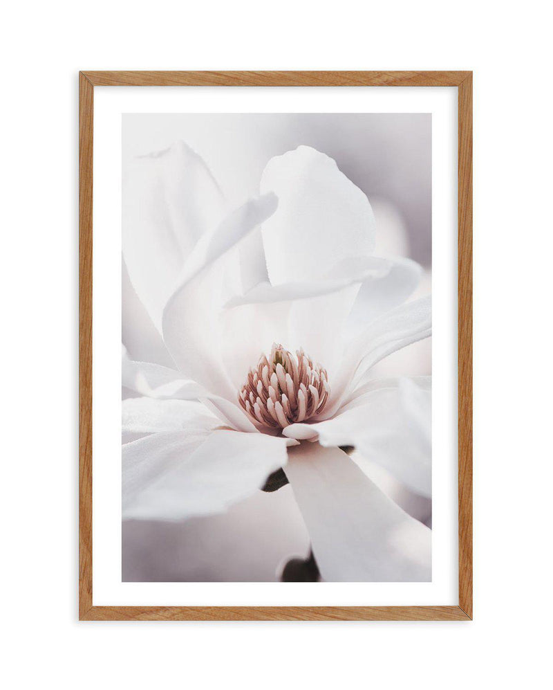 White Magnolia I Art Print-PRINT-Olive et Oriel-Olive et Oriel-50x70 cm | 19.6" x 27.5"-Walnut-With White Border-Buy-Australian-Art-Prints-Online-with-Olive-et-Oriel-Your-Artwork-Specialists-Austrailia-Decorate-With-Coastal-Photo-Wall-Art-Prints-From-Our-Beach-House-Artwork-Collection-Fine-Poster-and-Framed-Artwork
