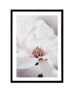 White Magnolia I Art Print-PRINT-Olive et Oriel-Olive et Oriel-A4 | 8.3" x 11.7" | 21 x 29.7cm-Black-With White Border-Buy-Australian-Art-Prints-Online-with-Olive-et-Oriel-Your-Artwork-Specialists-Austrailia-Decorate-With-Coastal-Photo-Wall-Art-Prints-From-Our-Beach-House-Artwork-Collection-Fine-Poster-and-Framed-Artwork