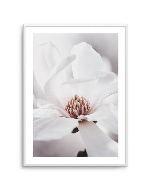 White Magnolia I Art Print-PRINT-Olive et Oriel-Olive et Oriel-A4 | 8.3" x 11.7" | 21 x 29.7cm-Unframed Art Print-With White Border-Buy-Australian-Art-Prints-Online-with-Olive-et-Oriel-Your-Artwork-Specialists-Austrailia-Decorate-With-Coastal-Photo-Wall-Art-Prints-From-Our-Beach-House-Artwork-Collection-Fine-Poster-and-Framed-Artwork