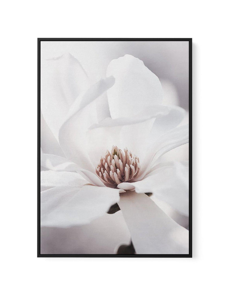 White Magnolia I | Framed Canvas-CANVAS-You can shop wall art online with Olive et Oriel for everything from abstract art to fun kids wall art. Our beautiful modern art prints and canvas art are available from large canvas prints to wall art paintings and our proudly Australian artwork collection offers only the highest quality framed large wall art and canvas art Australia - You can buy fashion photography prints or Hampton print posters and paintings on canvas from Olive et Oriel and have them