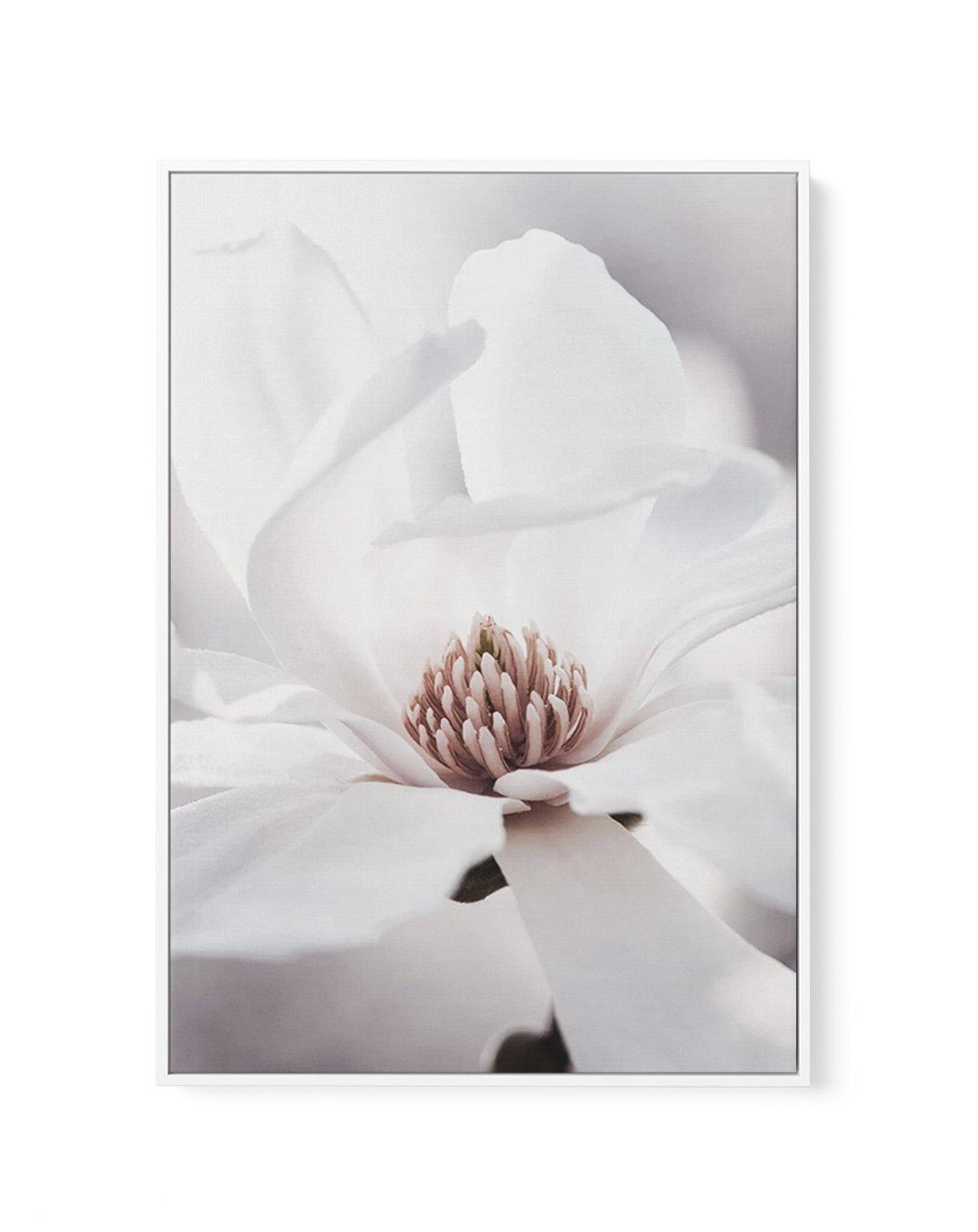 White Magnolia I | Framed Canvas-CANVAS-You can shop wall art online with Olive et Oriel for everything from abstract art to fun kids wall art. Our beautiful modern art prints and canvas art are available from large canvas prints to wall art paintings and our proudly Australian artwork collection offers only the highest quality framed large wall art and canvas art Australia - You can buy fashion photography prints or Hampton print posters and paintings on canvas from Olive et Oriel and have them