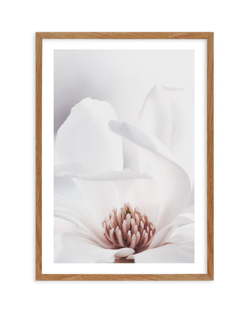 White Magnolia II Art Print-PRINT-Olive et Oriel-Olive et Oriel-50x70 cm | 19.6" x 27.5"-Walnut-With White Border-Buy-Australian-Art-Prints-Online-with-Olive-et-Oriel-Your-Artwork-Specialists-Austrailia-Decorate-With-Coastal-Photo-Wall-Art-Prints-From-Our-Beach-House-Artwork-Collection-Fine-Poster-and-Framed-Artwork