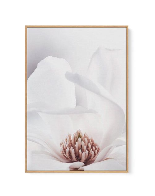 White Magnolia II | Framed Canvas-CANVAS-You can shop wall art online with Olive et Oriel for everything from abstract art to fun kids wall art. Our beautiful modern art prints and canvas art are available from large canvas prints to wall art paintings and our proudly Australian artwork collection offers only the highest quality framed large wall art and canvas art Australia - You can buy fashion photography prints or Hampton print posters and paintings on canvas from Olive et Oriel and have the