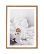 White Magnolia III Art Print-PRINT-Olive et Oriel-Olive et Oriel-50x70 cm | 19.6" x 27.5"-Walnut-With White Border-Buy-Australian-Art-Prints-Online-with-Olive-et-Oriel-Your-Artwork-Specialists-Austrailia-Decorate-With-Coastal-Photo-Wall-Art-Prints-From-Our-Beach-House-Artwork-Collection-Fine-Poster-and-Framed-Artwork