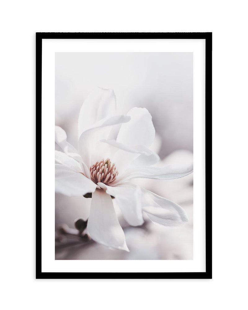 White Magnolia III Art Print-PRINT-Olive et Oriel-Olive et Oriel-A4 | 8.3" x 11.7" | 21 x 29.7cm-Black-With White Border-Buy-Australian-Art-Prints-Online-with-Olive-et-Oriel-Your-Artwork-Specialists-Austrailia-Decorate-With-Coastal-Photo-Wall-Art-Prints-From-Our-Beach-House-Artwork-Collection-Fine-Poster-and-Framed-Artwork