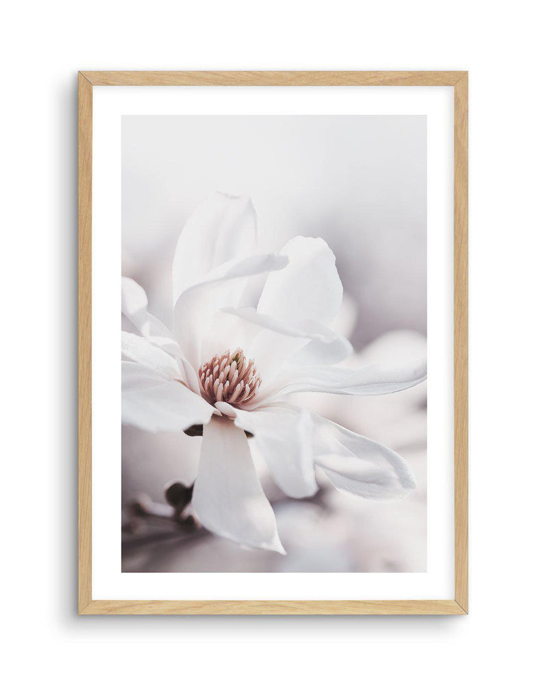 White Magnolia III Art Print-PRINT-Olive et Oriel-Olive et Oriel-A4 | 8.3" x 11.7" | 21 x 29.7cm-Oak-With White Border-Buy-Australian-Art-Prints-Online-with-Olive-et-Oriel-Your-Artwork-Specialists-Austrailia-Decorate-With-Coastal-Photo-Wall-Art-Prints-From-Our-Beach-House-Artwork-Collection-Fine-Poster-and-Framed-Artwork