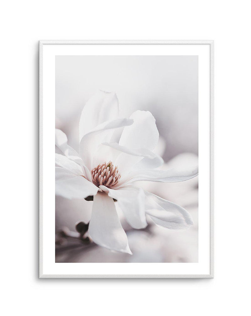 White Magnolia III Art Print-PRINT-Olive et Oriel-Olive et Oriel-A4 | 8.3" x 11.7" | 21 x 29.7cm-Unframed Art Print-With White Border-Buy-Australian-Art-Prints-Online-with-Olive-et-Oriel-Your-Artwork-Specialists-Austrailia-Decorate-With-Coastal-Photo-Wall-Art-Prints-From-Our-Beach-House-Artwork-Collection-Fine-Poster-and-Framed-Artwork