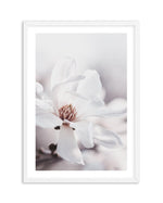 White Magnolia III Art Print-PRINT-Olive et Oriel-Olive et Oriel-A4 | 8.3" x 11.7" | 21 x 29.7cm-White-With White Border-Buy-Australian-Art-Prints-Online-with-Olive-et-Oriel-Your-Artwork-Specialists-Austrailia-Decorate-With-Coastal-Photo-Wall-Art-Prints-From-Our-Beach-House-Artwork-Collection-Fine-Poster-and-Framed-Artwork