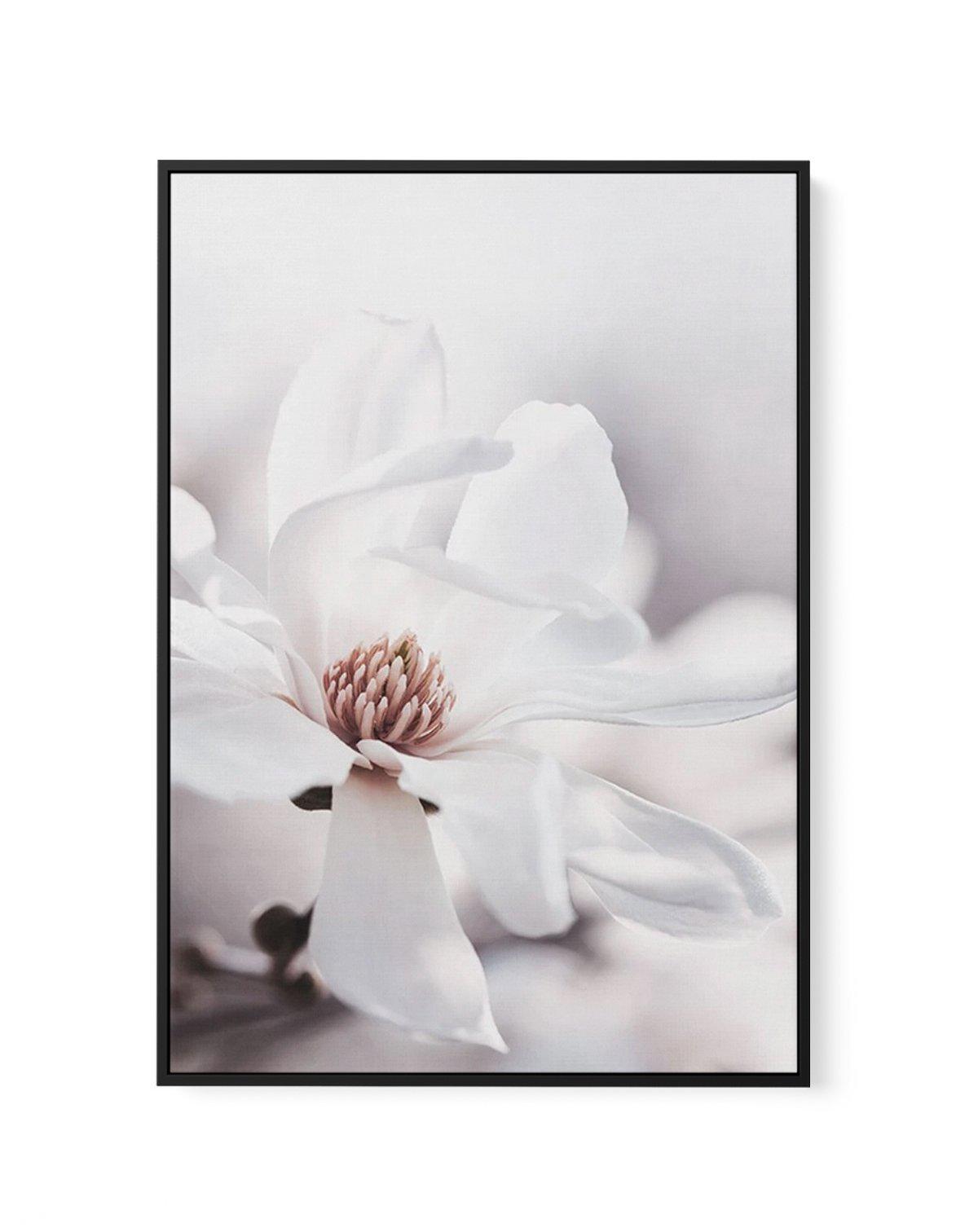 White Magnolia III | Framed Canvas-CANVAS-You can shop wall art online with Olive et Oriel for everything from abstract art to fun kids wall art. Our beautiful modern art prints and canvas art are available from large canvas prints to wall art paintings and our proudly Australian artwork collection offers only the highest quality framed large wall art and canvas art Australia - You can buy fashion photography prints or Hampton print posters and paintings on canvas from Olive et Oriel and have th