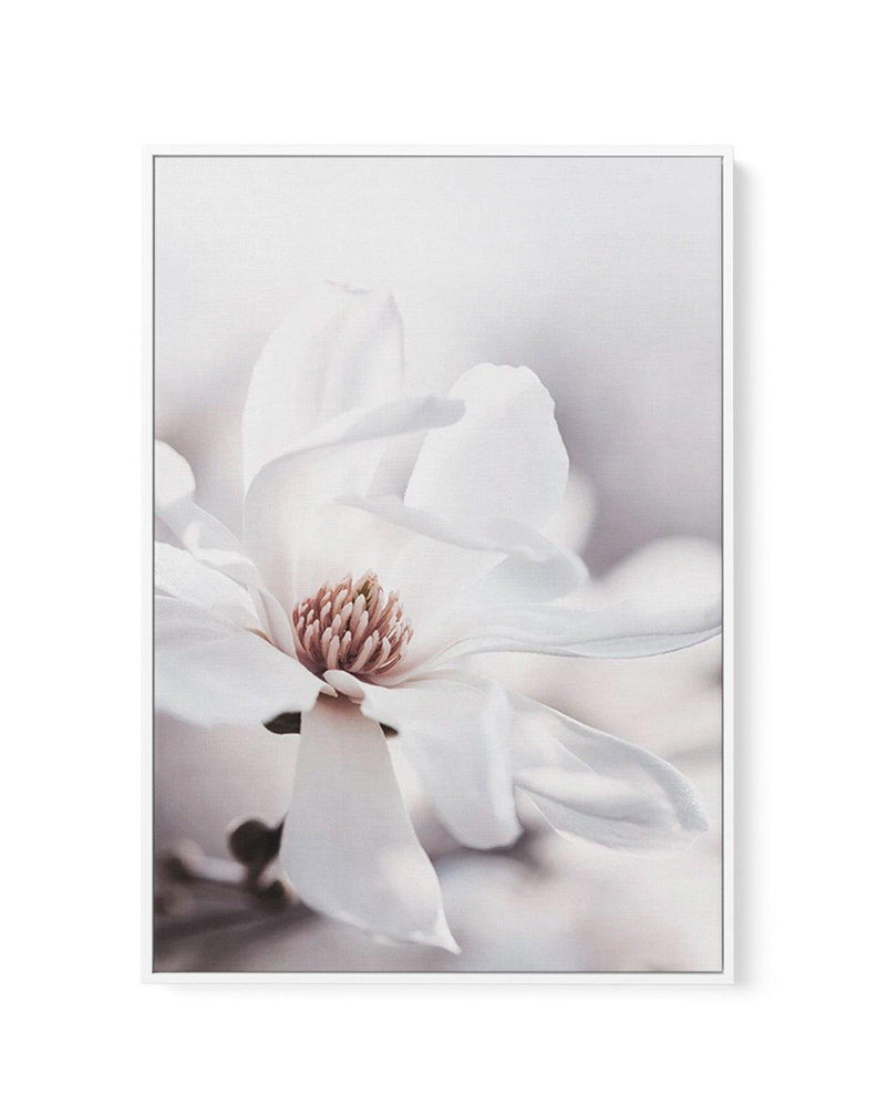 White Magnolia III | Framed Canvas-CANVAS-You can shop wall art online with Olive et Oriel for everything from abstract art to fun kids wall art. Our beautiful modern art prints and canvas art are available from large canvas prints to wall art paintings and our proudly Australian artwork collection offers only the highest quality framed large wall art and canvas art Australia - You can buy fashion photography prints or Hampton print posters and paintings on canvas from Olive et Oriel and have th