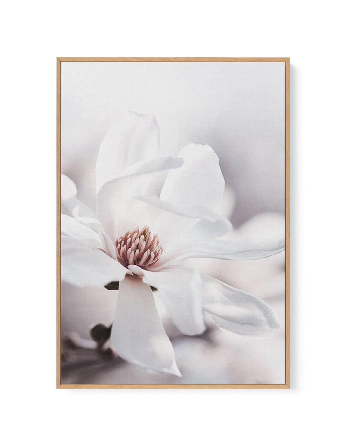 White Magnolia III | Framed Canvas-CANVAS-You can shop wall art online with Olive et Oriel for everything from abstract art to fun kids wall art. Our beautiful modern art prints and canvas art are available from large canvas prints to wall art paintings and our proudly Australian artwork collection offers only the highest quality framed large wall art and canvas art Australia - You can buy fashion photography prints or Hampton print posters and paintings on canvas from Olive et Oriel and have th