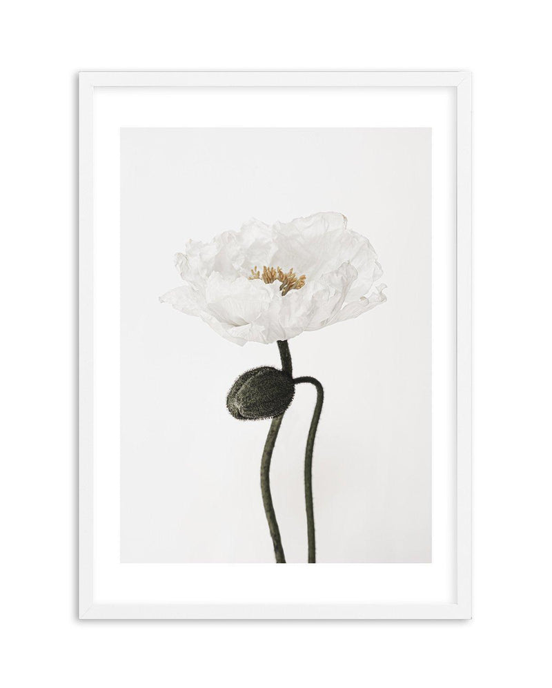 White Poppy I Art Print-PRINT-Olive et Oriel-Olive et Oriel-A5 | 5.8" x 8.3" | 14.8 x 21cm-White-With White Border-Buy-Australian-Art-Prints-Online-with-Olive-et-Oriel-Your-Artwork-Specialists-Austrailia-Decorate-With-Coastal-Photo-Wall-Art-Prints-From-Our-Beach-House-Artwork-Collection-Fine-Poster-and-Framed-Artwork