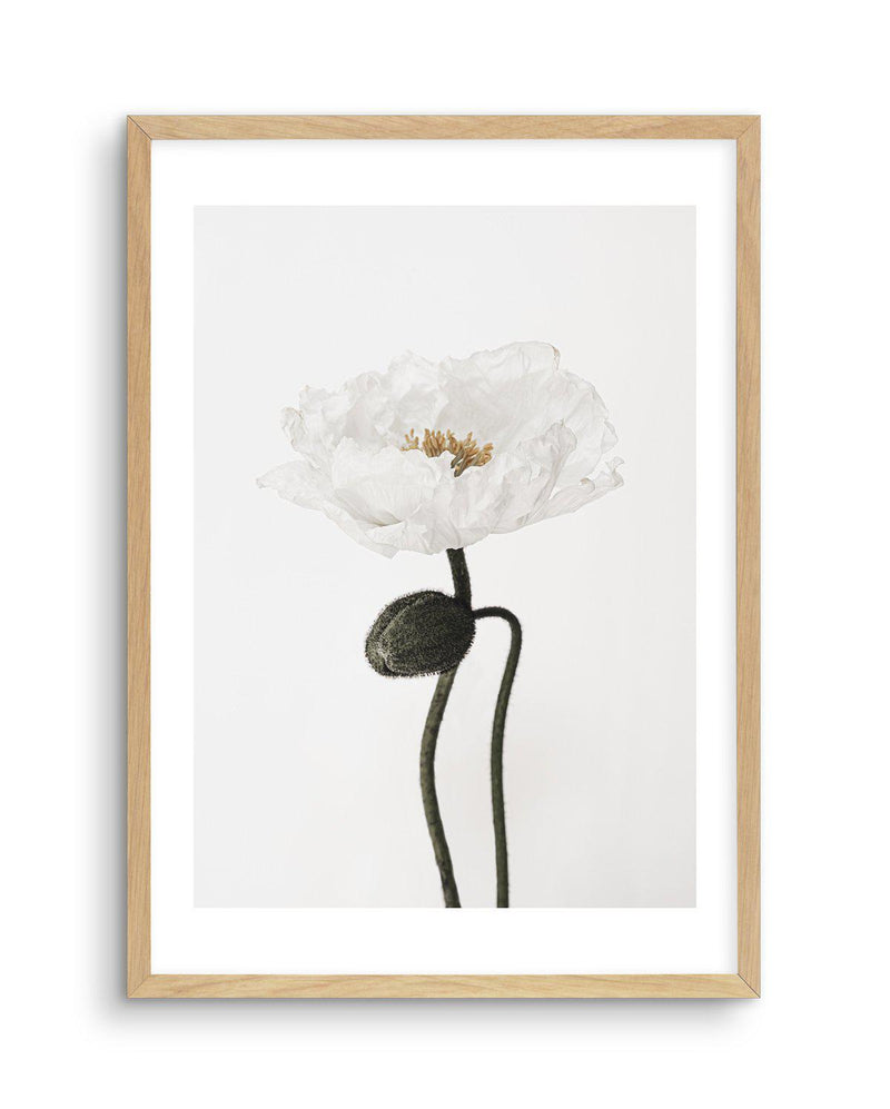 White Poppy I Art Print-PRINT-Olive et Oriel-Olive et Oriel-A5 | 5.8" x 8.3" | 14.8 x 21cm-Oak-With White Border-Buy-Australian-Art-Prints-Online-with-Olive-et-Oriel-Your-Artwork-Specialists-Austrailia-Decorate-With-Coastal-Photo-Wall-Art-Prints-From-Our-Beach-House-Artwork-Collection-Fine-Poster-and-Framed-Artwork