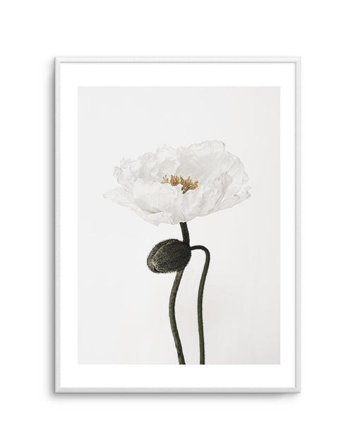 White Poppy I Art Print-PRINT-Olive et Oriel-Olive et Oriel-A5 | 5.8" x 8.3" | 14.8 x 21cm-Unframed Art Print-With White Border-Buy-Australian-Art-Prints-Online-with-Olive-et-Oriel-Your-Artwork-Specialists-Austrailia-Decorate-With-Coastal-Photo-Wall-Art-Prints-From-Our-Beach-House-Artwork-Collection-Fine-Poster-and-Framed-Artwork