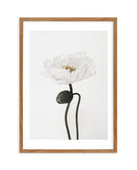 White Poppy I Art Print-PRINT-Olive et Oriel-Olive et Oriel-50x70 cm | 19.6" x 27.5"-Walnut-With White Border-Buy-Australian-Art-Prints-Online-with-Olive-et-Oriel-Your-Artwork-Specialists-Austrailia-Decorate-With-Coastal-Photo-Wall-Art-Prints-From-Our-Beach-House-Artwork-Collection-Fine-Poster-and-Framed-Artwork