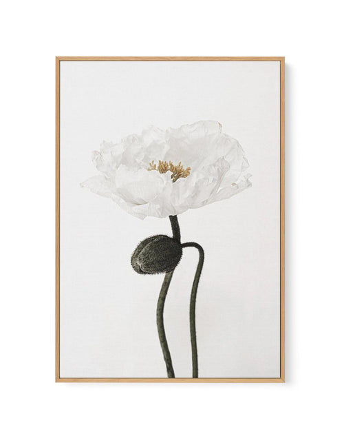 White Poppy I | Framed Canvas-CANVAS-You can shop wall art online with Olive et Oriel for everything from abstract art to fun kids wall art. Our beautiful modern art prints and canvas art are available from large canvas prints to wall art paintings and our proudly Australian artwork collection offers only the highest quality framed large wall art and canvas art Australia - You can buy fashion photography prints or Hampton print posters and paintings on canvas from Olive et Oriel and have them de