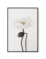 White Poppy I | Framed Canvas-CANVAS-You can shop wall art online with Olive et Oriel for everything from abstract art to fun kids wall art. Our beautiful modern art prints and canvas art are available from large canvas prints to wall art paintings and our proudly Australian artwork collection offers only the highest quality framed large wall art and canvas art Australia - You can buy fashion photography prints or Hampton print posters and paintings on canvas from Olive et Oriel and have them de