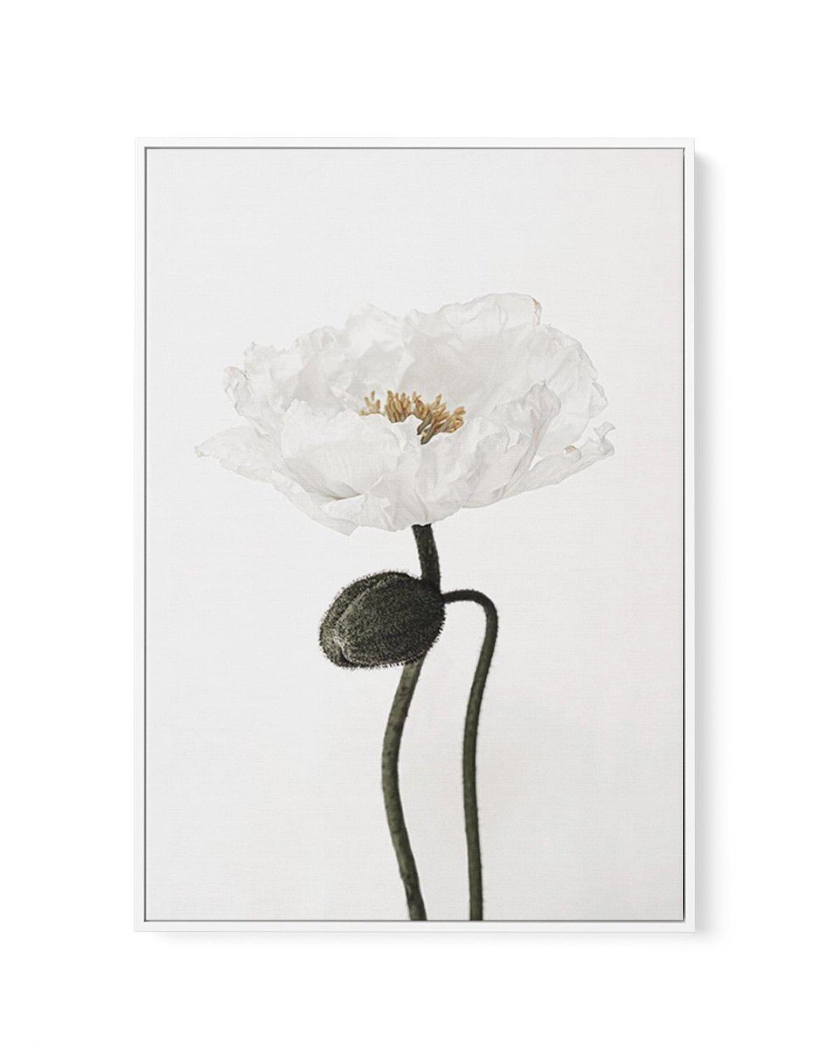 White Poppy I | Framed Canvas-CANVAS-You can shop wall art online with Olive et Oriel for everything from abstract art to fun kids wall art. Our beautiful modern art prints and canvas art are available from large canvas prints to wall art paintings and our proudly Australian artwork collection offers only the highest quality framed large wall art and canvas art Australia - You can buy fashion photography prints or Hampton print posters and paintings on canvas from Olive et Oriel and have them de