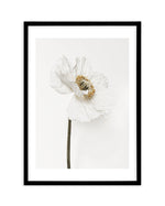 White Poppy II Art Print-PRINT-Olive et Oriel-Olive et Oriel-A5 | 5.8" x 8.3" | 14.8 x 21cm-Black-With White Border-Buy-Australian-Art-Prints-Online-with-Olive-et-Oriel-Your-Artwork-Specialists-Austrailia-Decorate-With-Coastal-Photo-Wall-Art-Prints-From-Our-Beach-House-Artwork-Collection-Fine-Poster-and-Framed-Artwork