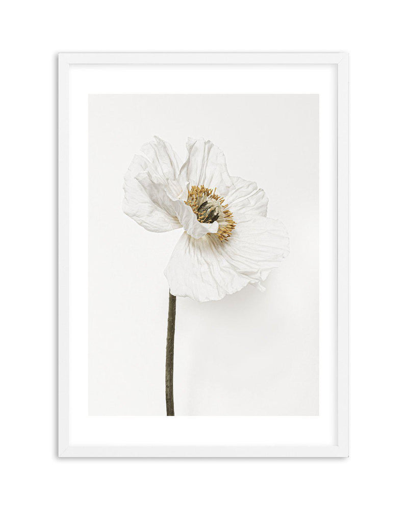 White Poppy II Art Print-PRINT-Olive et Oriel-Olive et Oriel-A5 | 5.8" x 8.3" | 14.8 x 21cm-White-With White Border-Buy-Australian-Art-Prints-Online-with-Olive-et-Oriel-Your-Artwork-Specialists-Austrailia-Decorate-With-Coastal-Photo-Wall-Art-Prints-From-Our-Beach-House-Artwork-Collection-Fine-Poster-and-Framed-Artwork