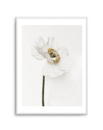 White Poppy II Art Print-PRINT-Olive et Oriel-Olive et Oriel-A5 | 5.8" x 8.3" | 14.8 x 21cm-Unframed Art Print-With White Border-Buy-Australian-Art-Prints-Online-with-Olive-et-Oriel-Your-Artwork-Specialists-Austrailia-Decorate-With-Coastal-Photo-Wall-Art-Prints-From-Our-Beach-House-Artwork-Collection-Fine-Poster-and-Framed-Artwork