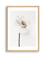 White Poppy II Art Print-PRINT-Olive et Oriel-Olive et Oriel-A5 | 5.8" x 8.3" | 14.8 x 21cm-Oak-With White Border-Buy-Australian-Art-Prints-Online-with-Olive-et-Oriel-Your-Artwork-Specialists-Austrailia-Decorate-With-Coastal-Photo-Wall-Art-Prints-From-Our-Beach-House-Artwork-Collection-Fine-Poster-and-Framed-Artwork