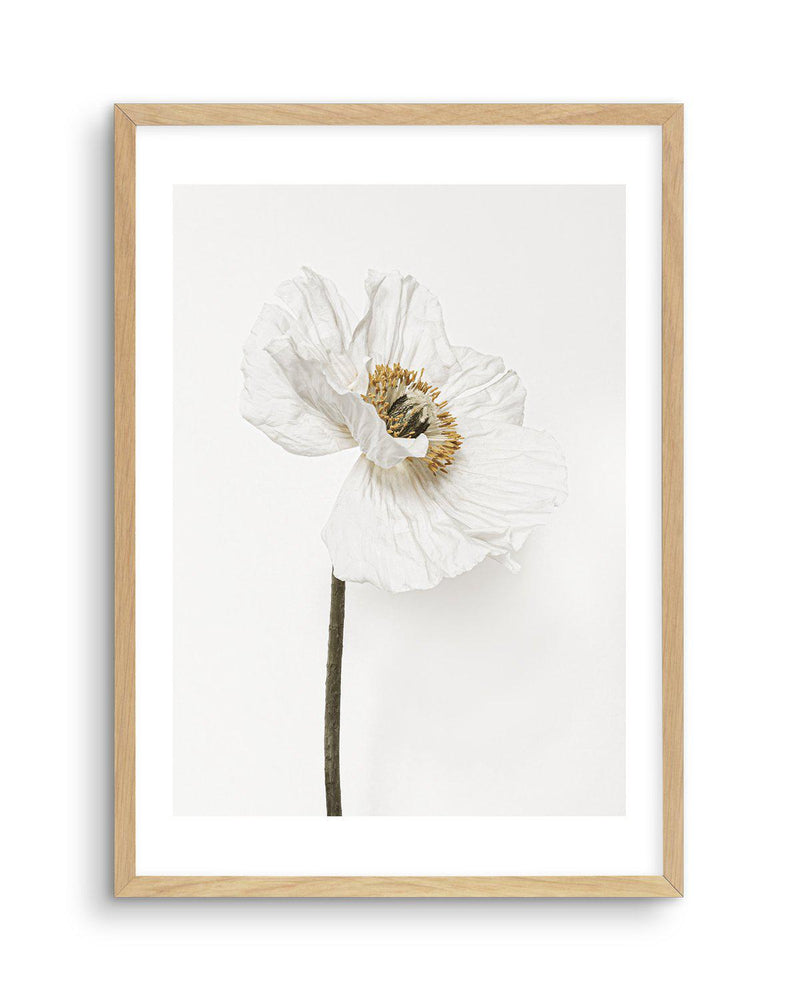 White Poppy II Art Print-PRINT-Olive et Oriel-Olive et Oriel-A5 | 5.8" x 8.3" | 14.8 x 21cm-Oak-With White Border-Buy-Australian-Art-Prints-Online-with-Olive-et-Oriel-Your-Artwork-Specialists-Austrailia-Decorate-With-Coastal-Photo-Wall-Art-Prints-From-Our-Beach-House-Artwork-Collection-Fine-Poster-and-Framed-Artwork